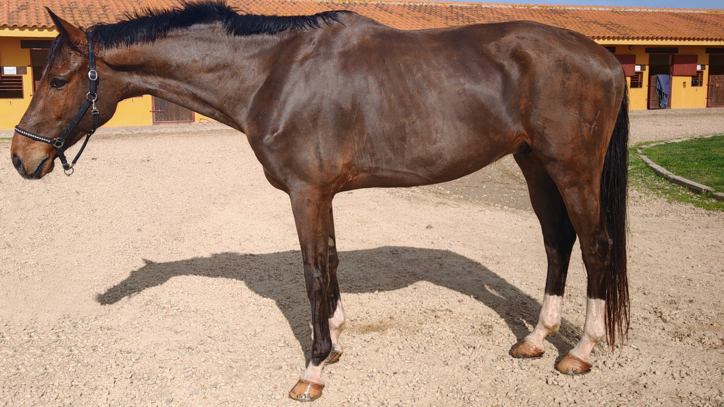 horse